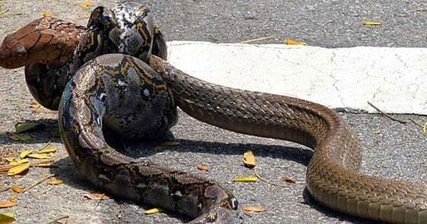 Rắn hổ mang chúa ‘khủng’ đoạt mạng trăn gấm ngay trên đường phố