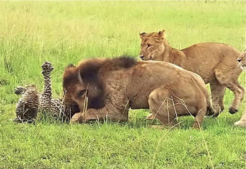 Khi đang tham quan vườn quốc gia Queen Elizabeth (Uganda), nhóm nghiên cứu thuộc chương trình Carnivore Uganda đã ghi lại được một khoảnh khắc cực kỳ tàn khốc trong thế giới động vật hoang dã. Đó là cảnh 9 con sư tử tấn công chú báo hoa mai đơn độc.