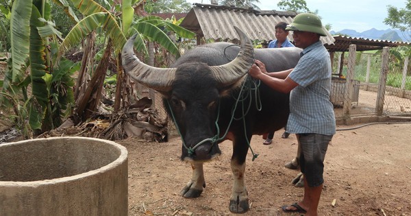 Nông dân Nghệ An nuôi những con trâu dũng mãnh giá 100 triệu