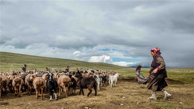 Người Kazakh lần đầu tiên di cư đến Mông Cổ vào những năm 1800. Họ là nhóm dân tộc lớn nhất ở phía tây, chiếm 5% tổng số người Mông Cổ. Gia súc là nguồn thu nhập, thực phẩm chính của dân tộc du mục này.