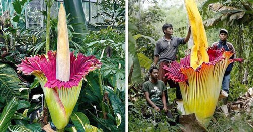 1. Hoa xác chết: Tên khoa học: Amorphophallus titanum, hoặc titan arum. Siêu năng lực: Phát ra mùi giống như xác chết đang phân hủy để thu hút côn trùng. Đặc điểm nổi bật: Đây là loài hoa khổng lồ trong thế giới thực vật, có thể cao gần 3 mét so với mặt đất. Hoa khi nở sẽ phát ra mùi xác phân hủy. Nơi sinh sống: Trong tự nhiên, titan arum phần lớn được tìm thấy trong các khu rừng mưa nhiệt đới ở Sumatra. Loài cây này cũng có thể được tìm thấy rải rác trong các vườn thực vật lớn. 