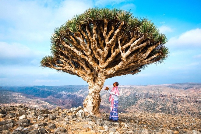 Đảo Socotra ở Yemen, vùng biển Arab, được mệnh danh là "vùng đất ngoài hành tinh" bởi sự biệt lập khác xa bên ngoài. Trên đảo có 700 loài động thực vật đặc hữu chỉ có thể tìm thấy tại đây. Đặc biệt, cây máu rồng với vẻ ngoài tựa chiếc ô khổng lồ cùng nhựa đỏ như máu là loài thực vật độc đáo, thu hút sự chú ý của nhiều người.