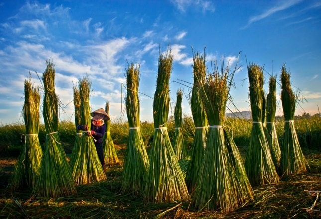 Cây cói hiện nay được trồng chủ yếu ở các vùng ven biển của nước ta trong đó nhiều nhất là ở các tỉnh Nam Định, Ninh Bình và ở vùng Đồng Tháp Mười. Ảnh: Lamsao.