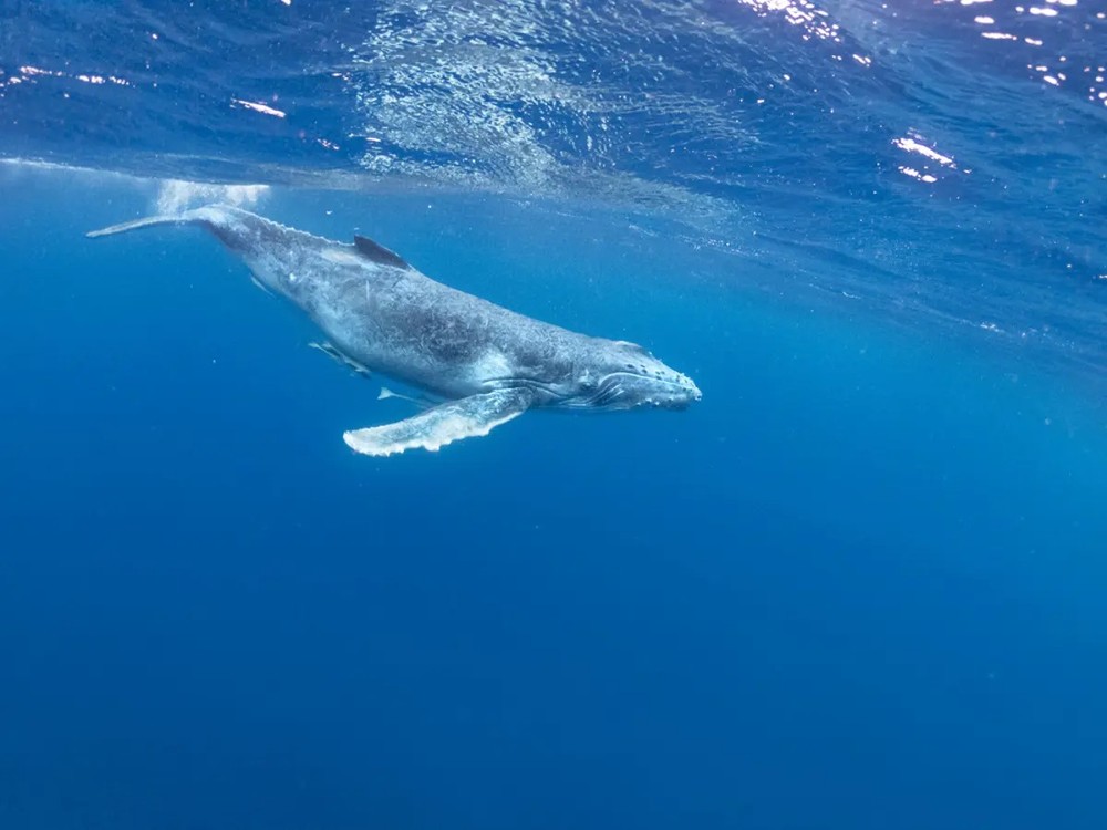  Cá voi Rice, còn được gọi là cá voi Vịnh Mexico (Balaenoptera ricei), là một loài cá voi tấm sừng hàm đặc hữu của khu vực phía đông bắc Vịnh Mexico, khiến nó trở thành loài giáp xác duy nhất sống riêng ở vùng biển Mỹ.