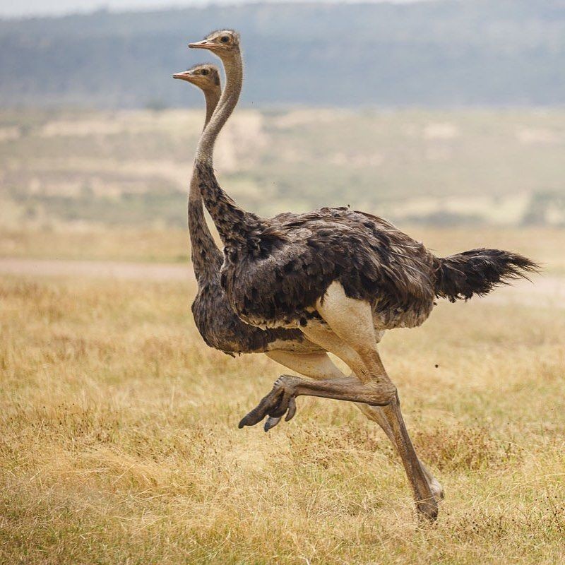 1. Đà điểu (70 km/h). Đà điểu (Struthio camelus) là loài chim lớn nhất trên Trái đất và là loài chim nhanh nhất trên mặt đất mặc dù chúng không bay.