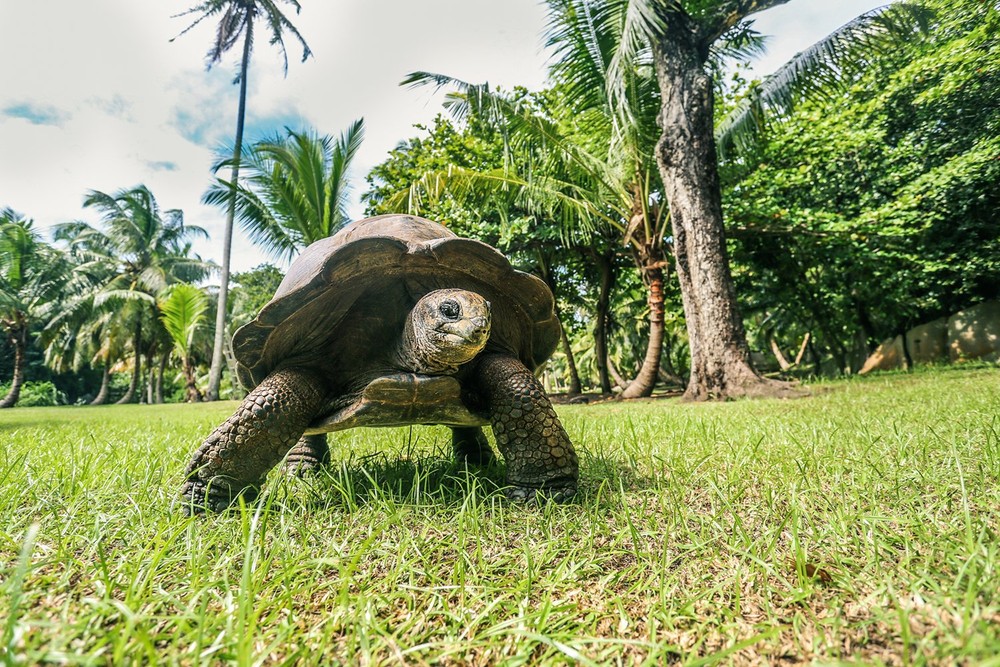 12. Rùa khổng lồ Seychelles (hơn 190 tuổi). Rùa nổi tiếng là loài có tuổi thọ cao.  Động vật sống lâu nhất trên cạn là một con rùa khổng lồ Seychelles hơn 190 tuổi tên Jonathan.