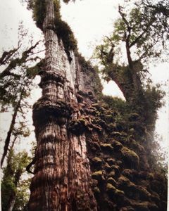 Cây đại thụ khổng lồ này còn được biết đến với tên gọi " Great Grandfather" (Ông cố). Thân cây có đường kính 4m và cao khoảng 28m.