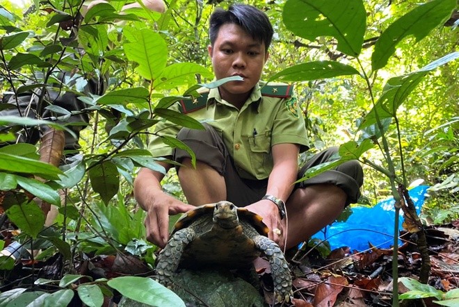 Theo đó, nhờ công tác tuyên truyền, vận động, một người dân ở thị trấn Đồng Lê, huyện Tuyên Hóa (Quảng Bình) đã tự nguyện giao nộp cho Hạt Kiểm lâm huyện Tuyên Hóa 3 cá thể  rùa núi viền.