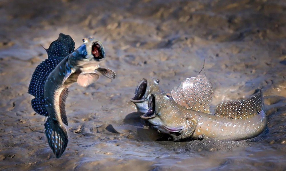  Cá thòi lòi là một loài cá thuộc họ Cá bống trắng (Gobiidae), được tìm thấy tại khu vực cửa sông, hạ lưu sông và biển ở vùng nhiệt đới. Ở nước ta, cá thòi lòi sinh sống ở vùng đất ngập mặn, các Bãi Bồi ở Mũi Cà Mau, Bạc Liêu,... Nguồn: tepbac.com.