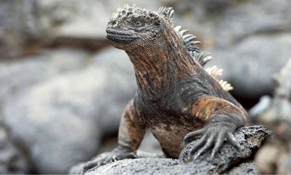 Kỳ nhông biển Marine Iguanas sở hữu các đặc điểm rất giống với loài rồng trong truyền thuyết, bao gồm một hàng gai kéo dài từ gáy, dọc theo lưng cho đến đuôi. (Nguồn: Genk)