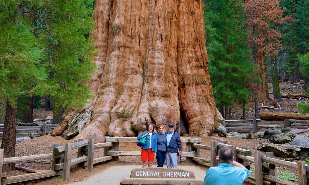 1.  Cây General Sherman – 2000 năm tuổi: là loài cây thuộc họ thông và có nguồn gốc từ Ai Cập cách đây hơn 4000 năm, nó có tên ban đầu là Sequoia.