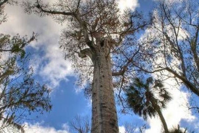 Cây Gran Abuelo. Là một loài thực vật hạt trần trong họ Cupressaceae nằm trong Vườn quốc gia Alerce Costero, Chile. Tính đến năm nay, Gran Abuelo đã được 3.647 tuổi. Cao khoảng 60m, rộng 13m, cá thể này được xem là  cây có tuổi đời cao nhất ở Nam Mỹ.