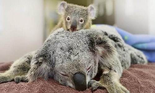 Gấu túi Koala ôm mẹ không rời trong phòng phẫu thuật