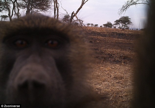 Trong dự án online có tên Snapshot Serengeti, hơn 1,2 triệu bức ảnh đã được chụp bởi 225 camera đặt rải rác khắp 1000km2 công viên quốc gia Serengeti, nơi được UNESCO công nhận là di sản thế giới ở Tanzania, trong đó có rất nhiều những bức  ảnh động vật tự sướng độc đáo.