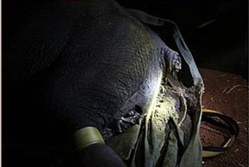 The David Sheldrick Wildlife Trust (DSWT), một tổ chức cứu hộ động vật đã giải cứu con  voi đực Alamaya khỏi một cuộc tấn công mà Alamaya suýt chút phải bỏ mạng.