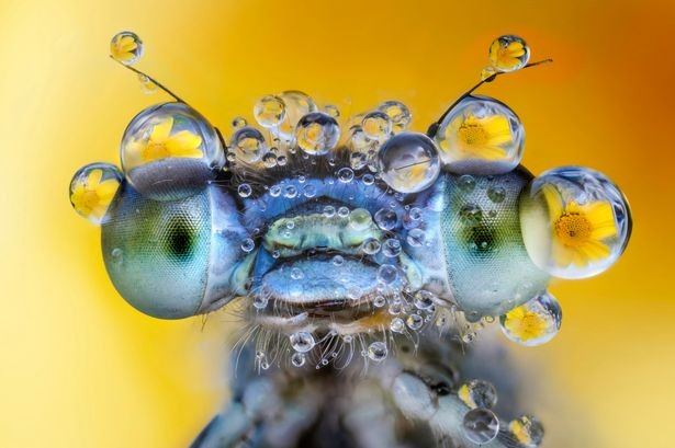 Macro Art Photo Project là phần nhỏ trong cuộc thi nhiếp ảnh International Garden Photographer Of The Year, bao gồm những hình ảnh chụp cận cảnh bằng phương pháp macro, phương pháp chụp ảnh cận cảnh, phóng đại đối tượng chụp, khiến cho đối tượng trở nên rõ nét và trở nên mới mẻ hơn trong mắt người xem.  Thế giới thiên nhiên trở nên đẹp lung linh hơn bao giờ hết.