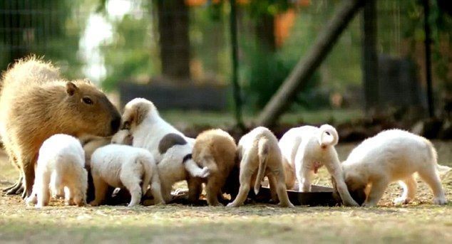 Trại cứu hộ động vật Rocky Ridge Refuge ở Arkansas có nhiệm vụ chuyên cứu hộ, chăm sóc những động vật bị bỏ rơi, không nơi nương tựa. Vừa rồi, trại cứu hộ đã cứu vớt những con chó con mồ côi, đi lang thang. Trong lúc đang lo lắng khi không tìm được một động vật lớn hơn để coi sóc bầy chó con thì Cheesecake, một con  chuột lang nước đã đứng ra nhận nhiệm vụ đó.