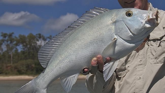 Blue Bastard, một loài cá còn được gọi là  thủy quái kỳ dị bởi quá trình trưởng thành cũng nhưng phương thức tấn công kẻ thù của nó cực kỳ đặc biệt.