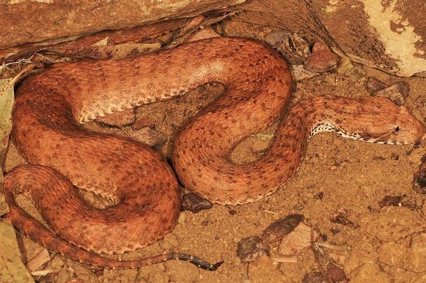 Kimberley Death Adder, một loài  rắn tử thần với cái đầu hình quả lê, dài 50cm, có màu da cam - nâu được tìm thấy trong vùng Kimberley của Tây Australia bởi các nhà khoa học đến từ Australia và Anh cách đây nhiều năm nhưng nó không được coi là một loài mới cho đến vừa mới đây.