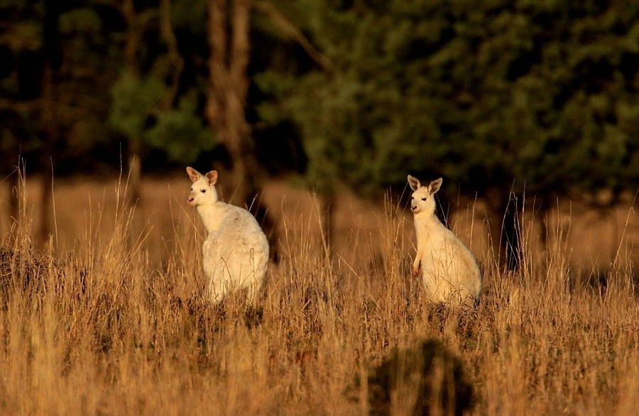 Đôi  kangaroo bạch tạng ở Australia là một trong những động vật bạch tạng rất hiếm và quý trên thế giới. Tuy nhiên, cuộc sống hoang dã của những con kangaroo bạch tạng này lại cực kỳ mong manh.