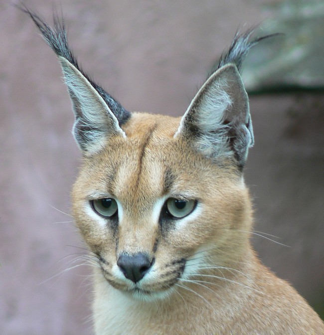 Mèo caracal hay còn được gọi là mãn rừng hay linh miêu tai đen là một loài động vật thuộc Họ Mèo.  Loài mèo hoang dã này phân bố ở khắp châu Phi, Trung Đông, Pakistan và Ấn Độ.