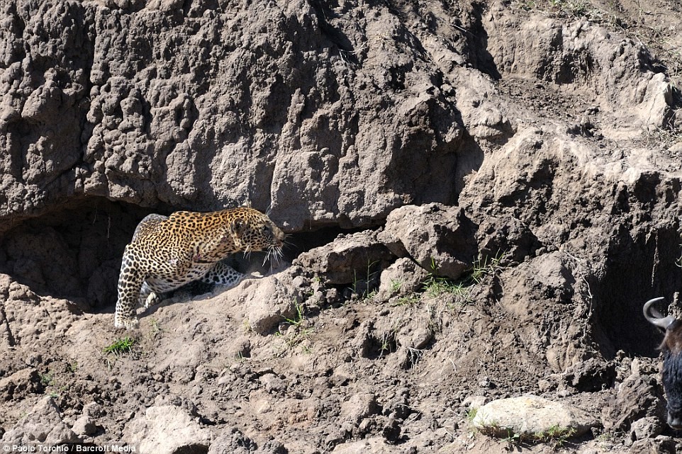 Nhiếp ảnh gia người Ý Paolo Torchio chờ đợi suốt bốn ngày quanh con sông Maasai Mara, Kenya, Nam Phi với mong muốn chụp được khoảnh khắc đàn  linh dương đầu bò vượt sông phải đối mặt với những con cá sấu khổng lồ đói bụng.