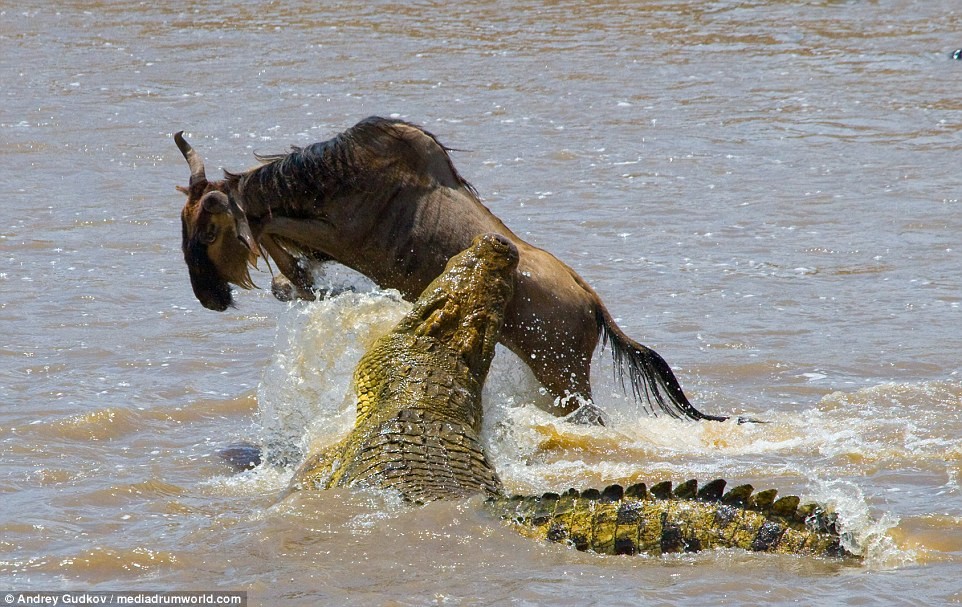 Sau nhiều ngày chờ đợi, phục kích bên dòng sông Masai Mara ở Kenya, Nam Phi, nhiếp ảnh gia động vật hoang dã Andrey Gudkov bắt được khoảnh khắc cực thú vị khi một con linh dương đầu bò thoát chết ngoạn mục khỏi cú đớp tử thần của  cá sấu khổng lồ.