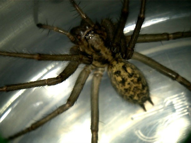 Nhện lang thang Hobo Spider là một thành viên của loài nhện (không nên nhầm lẫn với nhện lưới phễu Úc). Tầm quan trọng của nó trong y khoa vẫn chưa được chứng minh rõ ràng và còn nhiều tranh cãi nhưng điều duy nhất chắc chắn đó là sự đau đớn kinh hoàng của vết cắn từ nhện lang thang. Sự tổn thương mà nó gây ra cho các nạn nhân được coi là một trong những vết thương nghiêm trọng nhất trên thế giới. Điều này khiến nó là một trong những  động vật có vết cắn đau đớn cực kỳ.