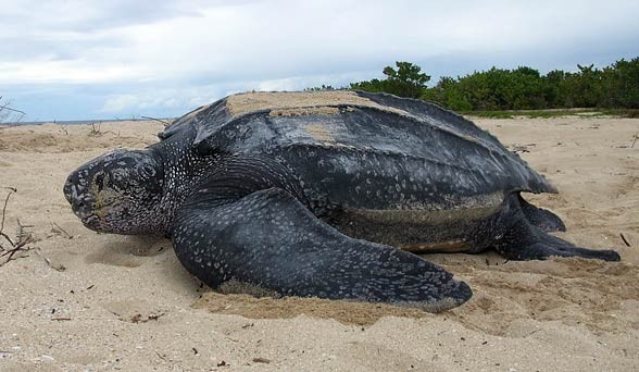 Loài  rùa khổng lồ nắm giữ vị trí số 1 thế giới là rùa Da, tên tiếng Anh là Leatherback sea turtle, tên khoa học là Dermochelys coriacea. Khi trưởng thành, loài rùa này có thể nặng tới 650kg, dài khoảng 2,1m.