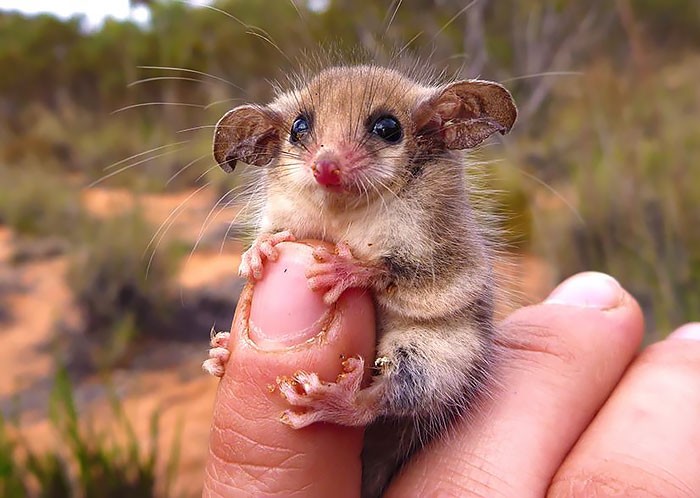 Thú có túi Possums được tìm thấy ở Australia, trong khi  thú có túi ôpốt hay còn gọi là chồn Opossum sinh sống ở Mỹ. Hai loài động vật này có ngoại hình tương tự như nhau, chúng đều là những loài thú có túi nhỏ nhắn, đáng yêu.