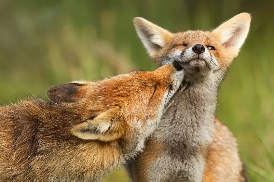 Nhiếp ảnh gia tài năng người Hà Lan, Roeselien Raimond khiến nhiều người phải ngưỡng mộ loài  cáo đỏ hoang dã bởi tình yêu đích thực của loài động vật này.