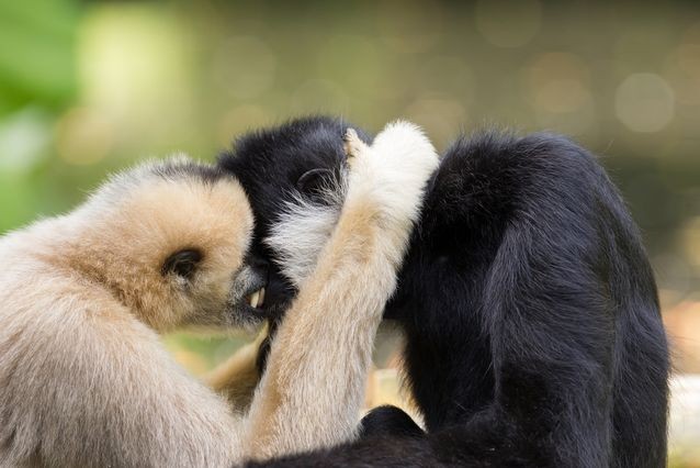 1. Vượn Gibbons, đây một trong những động vật thân cận nhất với con người và chúng cũng giống con người, thực hiện chế độ một vợ, một chồng cực văn minh. Đặc điểm hiếm hoi trong họ linh trưởng này của vượn Gibbons giúp chúng lọt top những  động vật chung thủy nhất. Khi đã thành đôi, cả con đực và con cái đều dành nhiều thời gian để chăm chút, âu yếm, vuốt ve nhau, đi chơi cùng nhau. Ngoại tình thực sự có xảy ra nhưng cực hiếm.