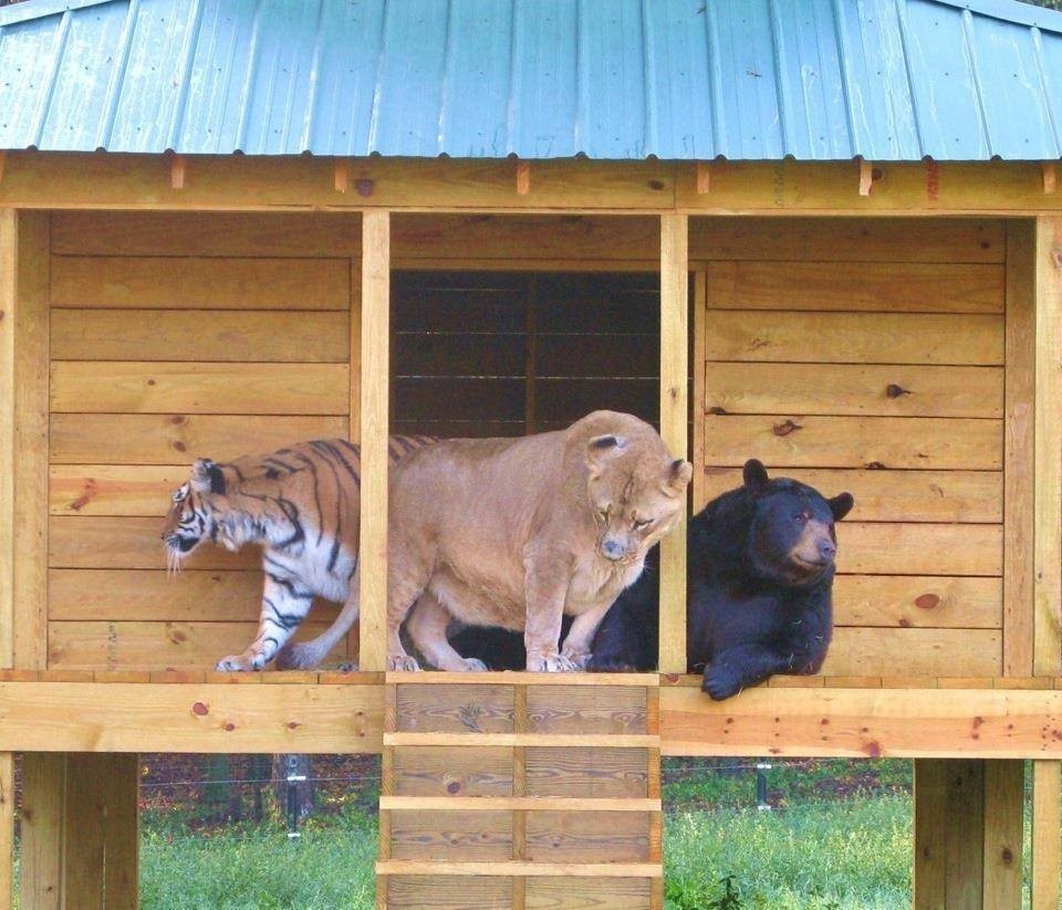 Khu bảo tồn Noah’s Ark ở bang Georgia, Mỹ là ngôi nhà thân thương, nơi nuôi dưỡng  tình bạn kỳ lạ của bộ ba gấu Baloo, sư tử Leo và hổ Shere Khan.