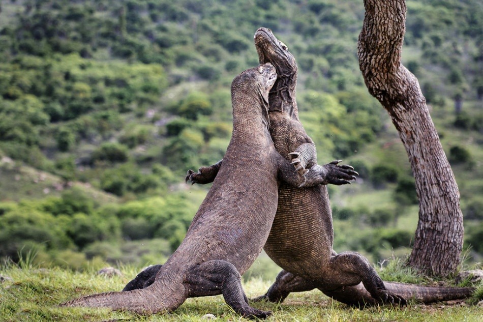 Nhiếp ảnh gia Julia Sundukova trong một lần thám hiểm tại đảo Komodo, Indonesia đã bất ngờ chụp được những hình ảnh ngoạn mục về trận cận chiến sử thi của  loài rồng Komodo, loài rồng biểu tượng của hòn đảo nổi tiếng này.