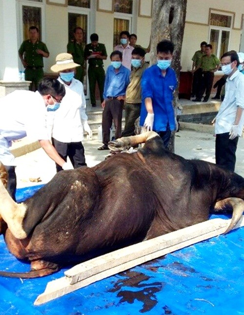 Gần đây liên tiếp xảy ra những vụ bắn chết bò tót quý hiếm, phát hiện  bò tót quý hiếm chết ở Đồng Nai khiến dư luận xôn xao, nghi ngại về việc bảo tồn giống bò tót này. Theo tìm hiểu, cả hai con bò tót chết ở Đồng Nai đều thuộc loài bò tót Đông Dương hay bò tót Đông Nam Á, tên khoa học là Bos gaurus laosiensis hay Bos gaurus readei.