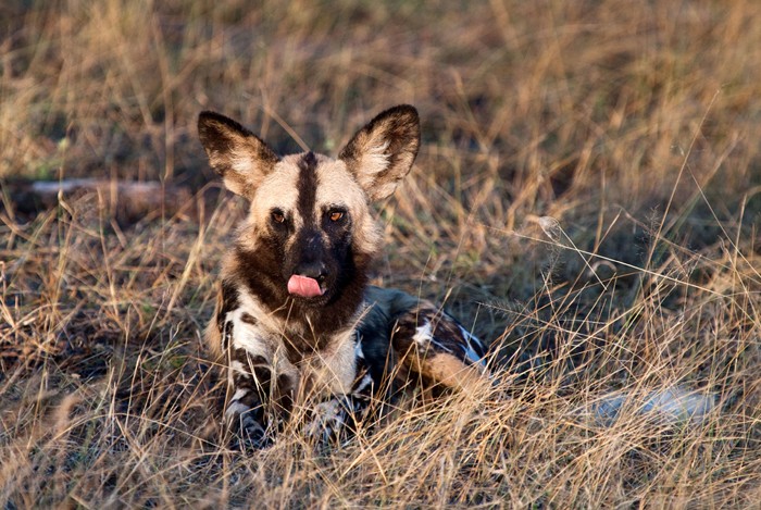 Nhiếp ảnh gia Dominic Oldridge trong thời gian khám phá thiên nhiên hoang dã tại khu bảo tồn Selous Game Reserve bắt được cảnh tượng vô cùng thú vị về cảnh đi săn kịch tính của bầy  chó hoang châu Phi. (Theo Africa Geographic)