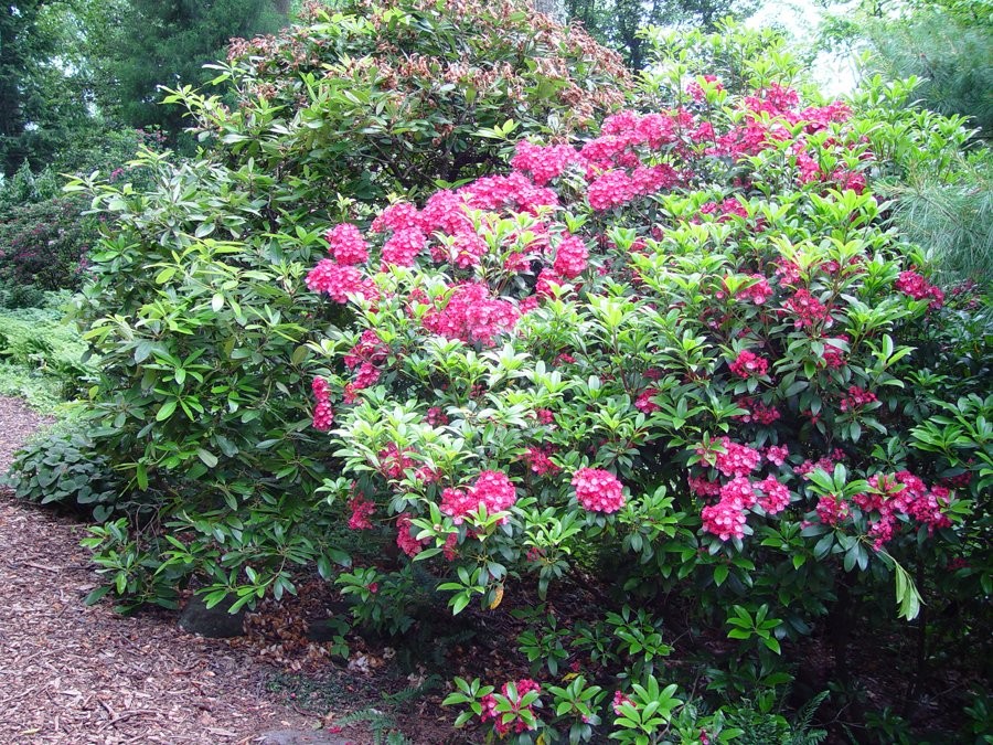 1. Nguyệt quế núi, tên khoa học là Kalmia latifolia, có màu hồng và trắng rất đẹp, nở rộ vào gần cuối mùa xuân. Đây là một loài hoa tiêu biểu cho những  loài hoa đẹp nhưng độc, trong hoa chứa hai độc tố chính là andromedotoxin và arbutin. Đầu tiên, những độc tố này có thể làm cho tim đập chậm và nhanh cùng một lúc tại các khu vực khác nhau, gây ra vấn đề nghiêm trọng, cuối cùng tim ngừng đập và nạn nhân sẽ mất mạng. Nguồn: Lolwot