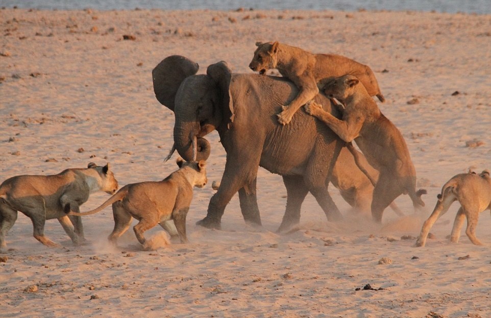 Trong khi uống nước tại một hố nước tự nhiên trong công viên quốc gia Nam Luangwa, Zambia, một chú voi con đã bị tách đàn và rơi vào tầm ngắm tử thần của đàn sư tử đói mồi. Tuy vậy,  voi con dũng cảm không hề sợ hãi mà quên đi việc chống trả. Nguồn: Daily Mail