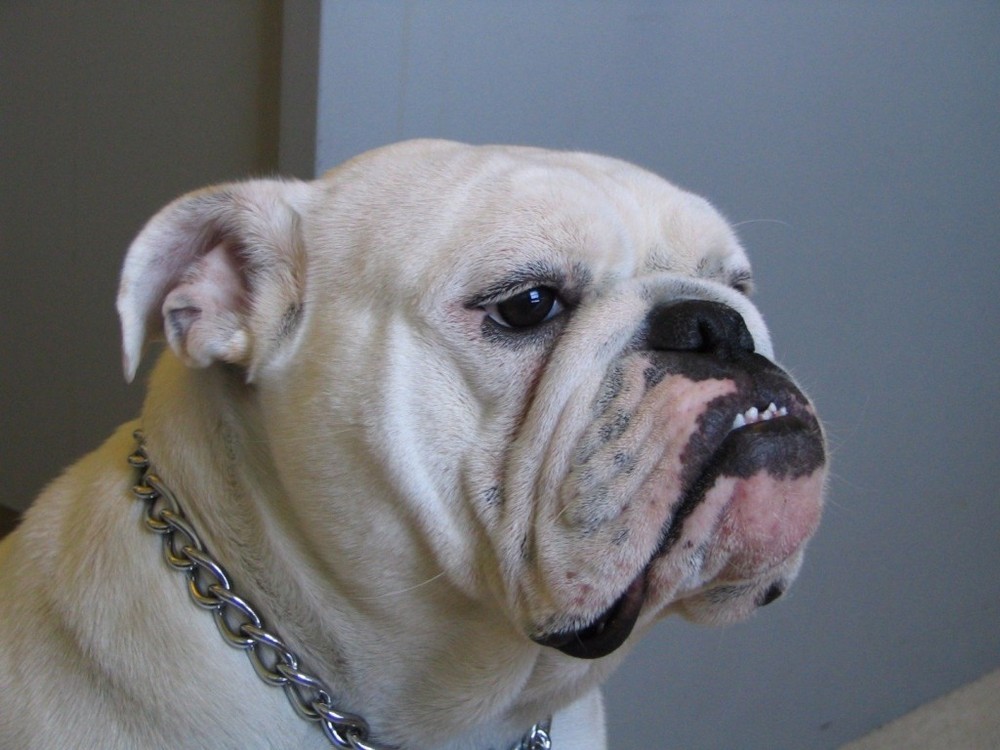 Giống  chó bulldog nổi tiếng là giống chó có khả năng tăng cân nhanh chóng. Thực tế, chúng có xu hướng tăng trọng lượng của mình nhiều hơn bất kỳ giống chó nào khác. Nguồn: Lolwot