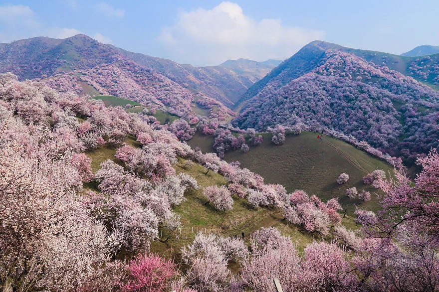 Nằm rất xa về phía bắc Trung Quốc, thung lũng Apricot hay còn gọi là thung lũng hoa mai ở Tân Cương thực sự là một  xứ sở thần tiên có thật trên mặt đất khi hàng ngàn cây hoa mai, hoa đào tuyệt đẹp đua nhau bung nở trong mùa xuân. (Nguồn Bored Panda)