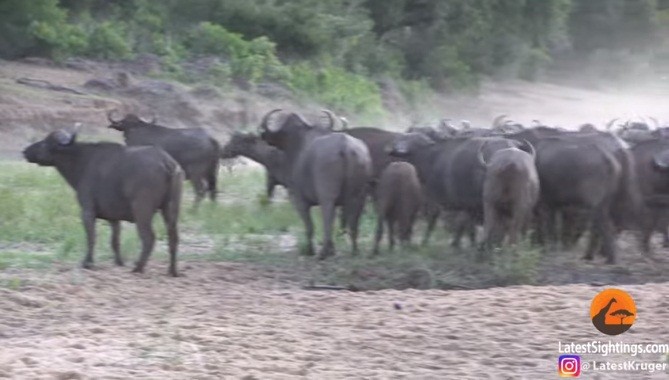 Mike Kirkman, một hướng dẫn viên chuyên nghiệp tại khu bảo tồn động vật hoang dã Mala Mala Private Game Reserve, vườn quốc gia Kruger, Nam Phi đã quay lại được cảnh tượng vô cùng thú vị khi đàn  sư tử hỗn chiến, để một con trâu rừng có cơ hội thoát thân một cách thần kỳ. (Nguồn Africa Geographic)