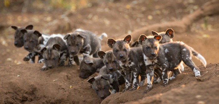 Mới đây, tại khu bảo tồn động vật hoang dã Zimanga Private Game Reserve, khu vực KwaZulu-Natal. Một bầy  chó hoang châu Phi đã tưng bừng đón chào 13 thành viên mới của đàn. Tất cả đều là những con chó con vô cùng khỏe mạnh và nhanh nhẹn. (Nguồn Africa Geographic)