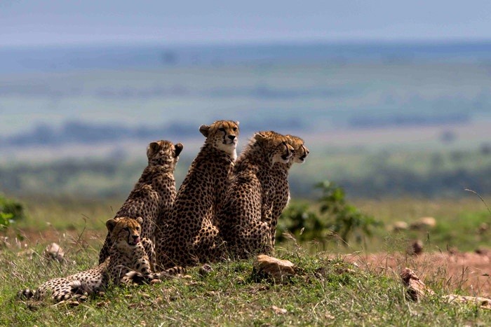 Nhiếp ảnh gia động vật hoang dã Charlotte Clare Rhodes trong khi ghé thăm khu bảo tồn động vật hoang dã Maasai Mara, Kenya đã theo thân Mailaka, một con báo đốm cái nổi tiếng và 4 con  báo đốm con của nó. (Nguồn Africa Geographic)