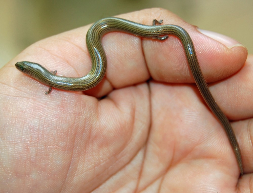 Thằn lằn chân ngắn tên khoa học là Lygosoma quadrupes là một loài thuộc chi Thằn lằn chân ngắn (Lygosoma) của họ Thằn lằn bóng (Scincidae). Loài  thằn lằn chân ngắn này chỉ được tìm thấy ở Đông Nam Á, trong đó có Việt Nam.