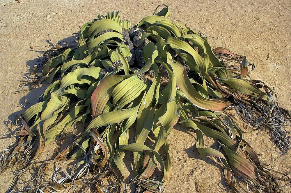 Welwitschia Mirablilis gây ấn tượng với bộ dạng rách nát, khô héo giống như đang chết dần chết mòn. Nó được xếp vào danh sách những  loài cây xấu xí nhất thế giới, tuy nhiên với nhiều bí ẩn xung quanh thân thế và sức bền bỉ của mình, Welwitschia Mirablilis cũng là một trong những loài cây cực kỳ nổi bật trong vương quốc thực vật. (Nguồn Amusing Planet)