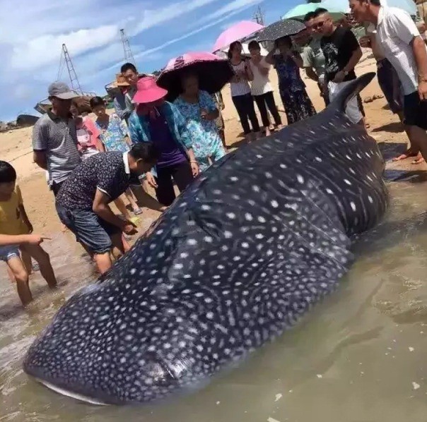 Mới đây, ngư dân ở thị trấn ven biển Đông Hãn, thuộc Phúc Thanh, Phúc Châu, Phúc Kiến, Trung Quốc vô cùng bất ngờ khi phát hiện xác của một  cá mập voi dạt bờ chết thảm. (Nguồn Sina)