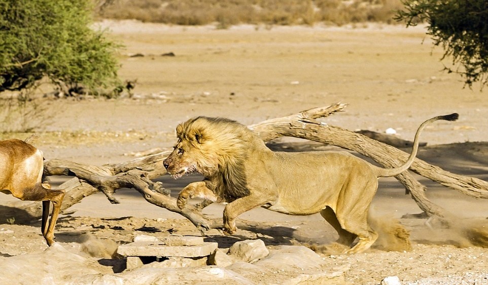 Hai nhiếp ảnh gia nghiệp dư là Howard và Marianne Berger trong khi trải nghiệm, khám phá công viên động vật hoang dã Kgalagadi Transfrontier, Nam Phi đã may mắn ghi lại được khoảnh khắc  sư tử săn giết linh dương nhanh như chớp, khiến nhiều người thích thú. (Nguồn Dailymail)