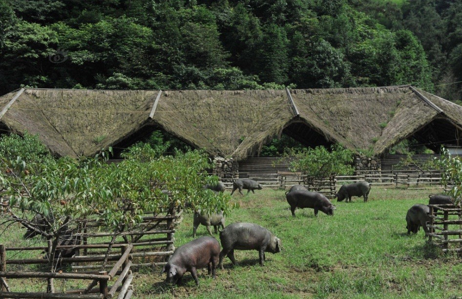 Mới đây, những hình ảnh về  những con lợn hạnh phúc nhất thế giới ở xã Thái Dương, thị trấn Lâm An thuộc Hàng Châu, Chiết Giang, Trung Quốc đang gây xôn xao dư luận. (Nguồn Sina)