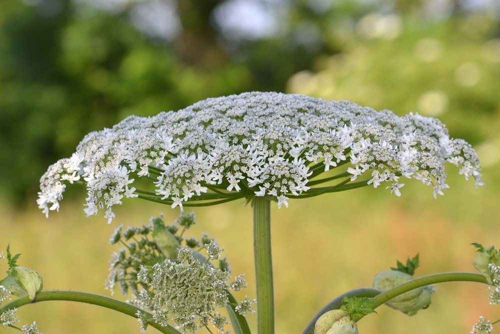 Heracleum mantegazzianum là một loài thực vật có hoa trong họ Hoa tán. Được đánh giá là một  loài hoa độc hại có ngoại hình đẹp và rất bắt mắt, thường mọc ở dọc bờ sông, ao hồ, trong rừng, dọc đường và trong vườn (do chim hoặc gió mang hạt tới).