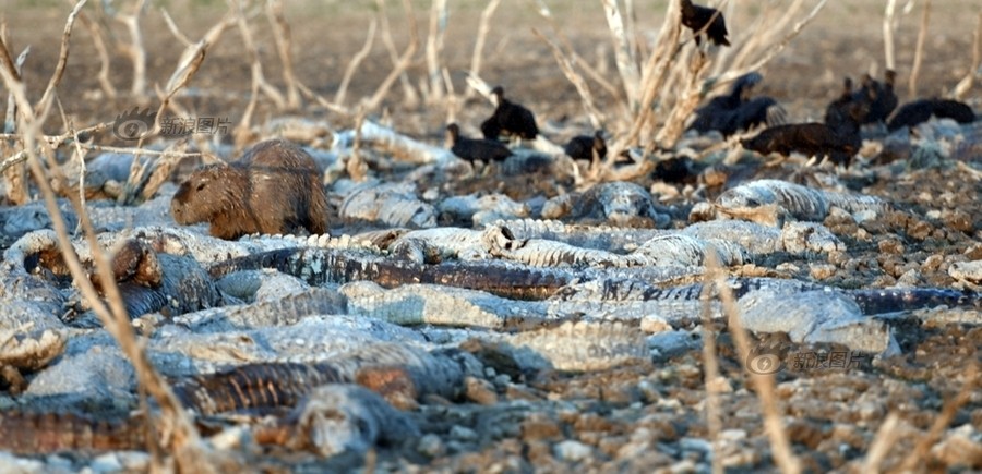 Gần đây, khu vực Chaco, phía Tây Paraguay đang phải trải qua thời kỳ hạn hán nghiêm trọng nhất do nắng nóng liên tục nhiều ngày. Các con sông đã cạn đáy và lòng sông nứt nẻ. Hạn hán không chỉ khiến các loài thực vật chết đứng mà các loài động vật cũng chung số phận, đặc biệt là những con cá sấu, sống phụ thuộc hoàn toàn vào nguồn nước sông. Trong ảnh là hàng trăm con  cá sấu chết khô trong đợt hạn hán này. (Nguồn Sina)